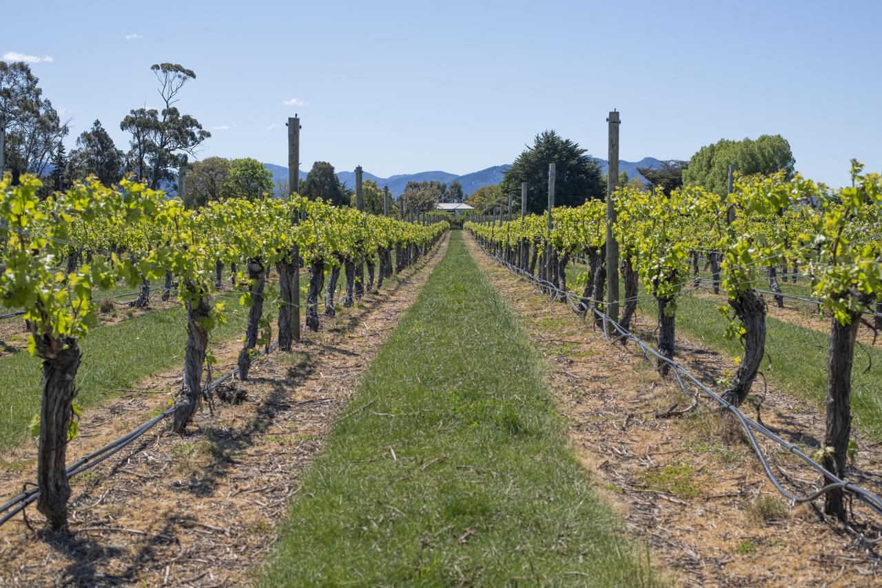 St Leonards Vineyard Cottages Blenheim Dış mekan fotoğraf
